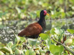178 Wattled Jacana 70D2796