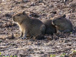 183 Capybaras 70D2792