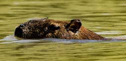 187 Capybara 70D2871