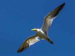 188 Large-billed Tern 70D3015