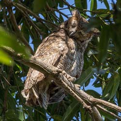 189 Great Horned Owl 70D3357
