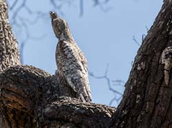 193 Great Potoo Stick Bird 70D3028