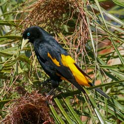 195 Yellow-rumped Cacique 70D3111