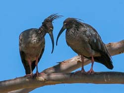 197 Plumbeous Ibis 70D3092