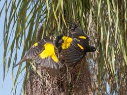 198 Yellow-rumped Caciques 70D3131