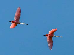 200 Roseate Spoonbills 70D3151