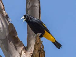 202 Yellow-rumped Cacique 70D3117