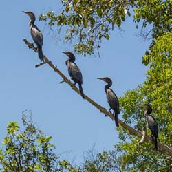 203 Neotropic Cormorants 70D3176