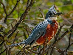 204 Ringed Kingfisher 70D3185