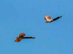 205 Squirrel Cuckoos 70D3219-B
