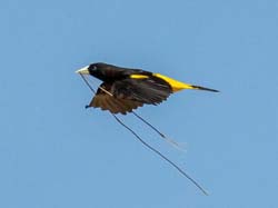 208 Yellow-rumped Cacique 70D3146