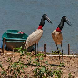 209 Jabiru Storks 70D3334