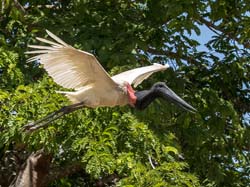 215 Jabiru Stork 70D3326