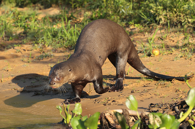 220 Otter 11J8E3302