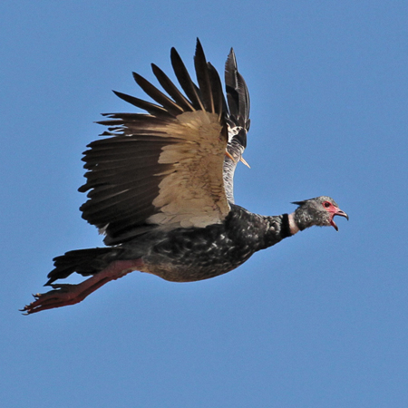 221 Southern Screamer 11J8E3434