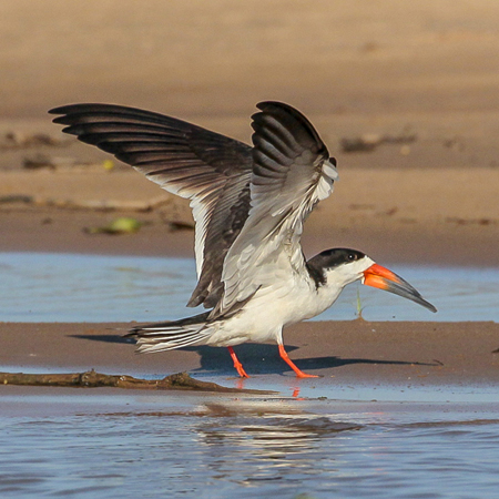 223 Black Skimmer 11J8E3326