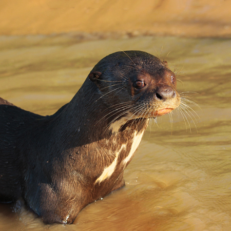 228 Otter 11J8E3285