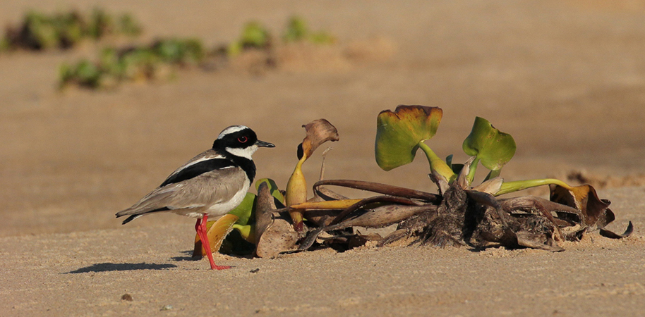 229 Semipalmated Plover 11J8E3315
