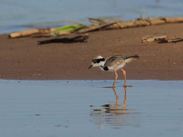232 Semipalmated Plover Chick 11J8E3318