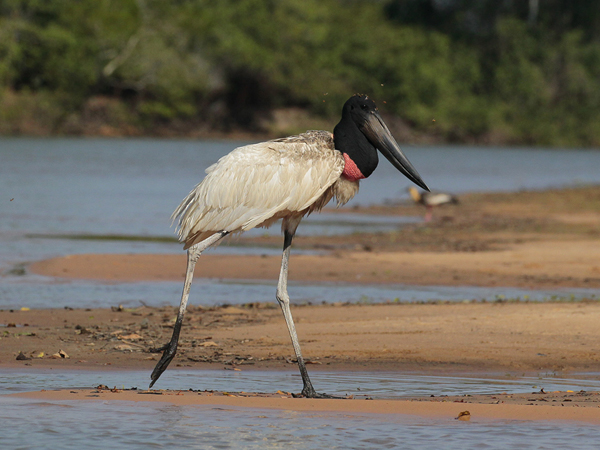 234 Jabiru Stork 11J8E3779