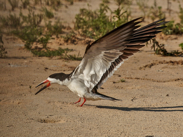 240 Black Skimmer 11J8E3792