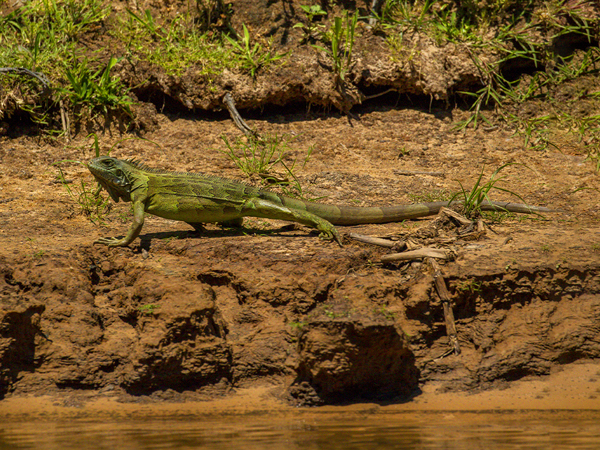 242 South American Ground Lizard 11J8E3676