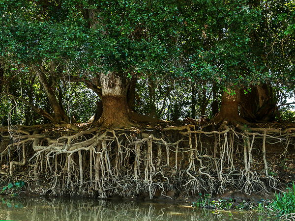 243 Tree Root River Erosion 70D3399