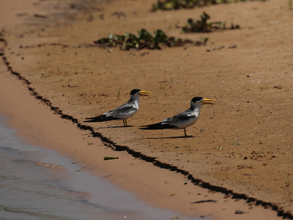 247 Long-billed Terns 11J8E3713