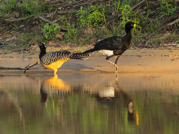 249 Bare-faced Curassows 11J8E3968