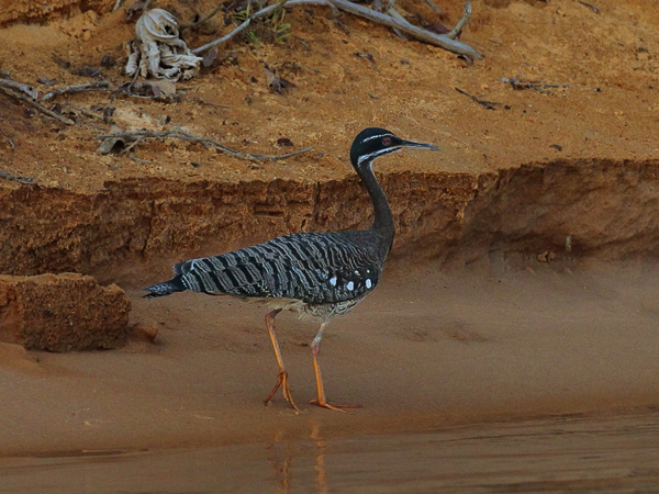 250 Sunbittern 11J8E3832