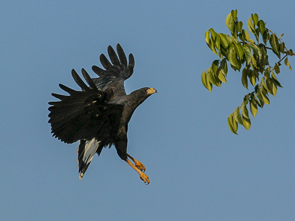 254 White-rumped Hawk 11J8E3930