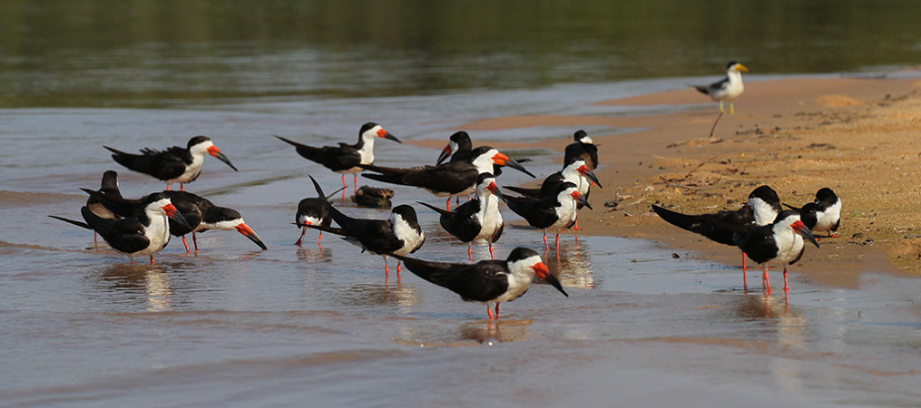 255 Black Skimmers 11J8E3786