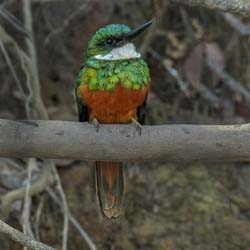 217 Rufous-tailed Jacamar 11J8E3660