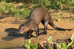 220 Otter 11J8E3302