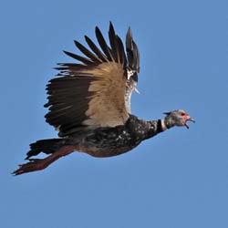 221 Southern Screamer 11J8E3434
