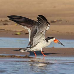 223 Black Skimmer 11J8E3326