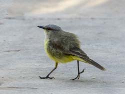 224 Grey-Headed Tanager  11J8E3263