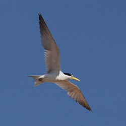 227 Long-billed Tern 11J8E3396