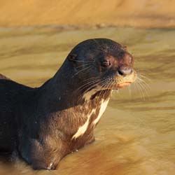 228 Otter 11J8E3285