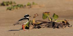 229 Semipalmated Plover 11J8E3315