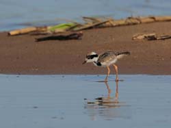 232 Semipalmated Plover Chick 11J8E3318