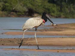 234 Jabiru Stork 11J8E3779