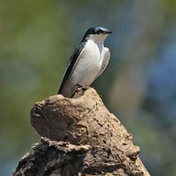 236 Female Purple Martin 11J8E3471