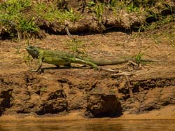 242 South American Ground Lizard 11J8E3676