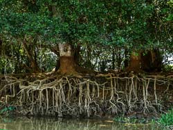 243 Tree Root River Erosion 70D3399