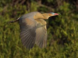 244 Whistling Heron 11J8E3851
