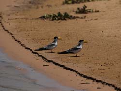 247 Long-billed Terns 11J8E3713