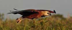 248 Savanna Hawk 11J8E3990