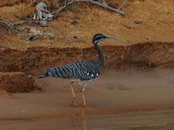 250 Sunbittern 11J8E3832