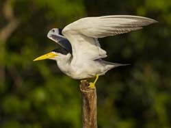 253 Long-billed Tern 11J8E3922